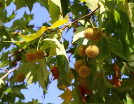 چنار لندنی
